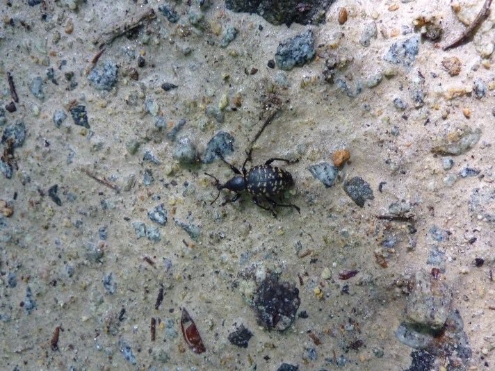 Fichtenrüsselkäfer