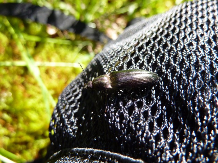 Kammhorn-Schnellkäfer (w.)